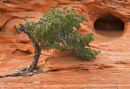 Pinon Pine